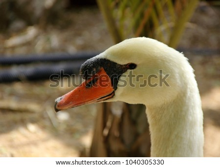 smart swan head