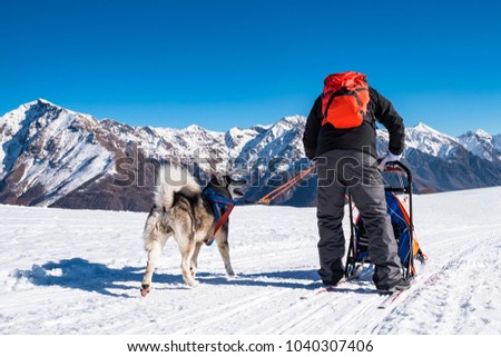 Sled dog in the alps