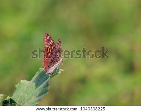 Lemon Pansy Butterfly,  (Junonia lemonias lemonias) with copy space and green nature blurred background