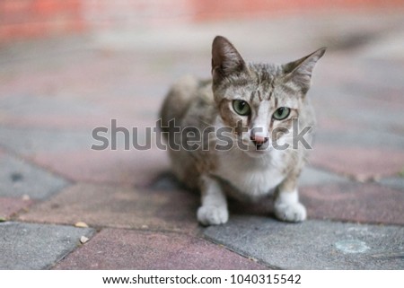 Brown cat sitting on a cement in a soft background.