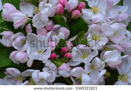 fabric texture fresh bright cherry blossom petals white flowers Apple tree close-up in summer