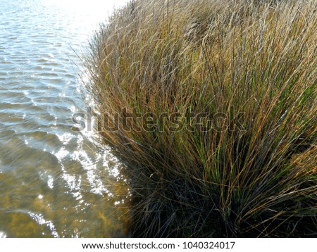 Long wild grass and fresh water with sun reflections and flairs