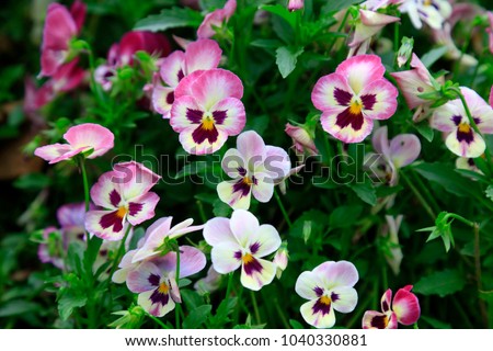 Pansy in the botanical garden

