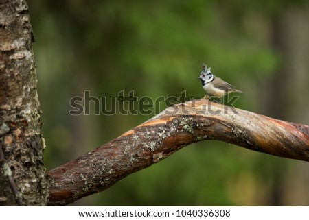 Lophophanes cristatus. Nature of Europe. Wild Scandinavian nature. Beautiful picture. From bird life. Color photograph. Finland.