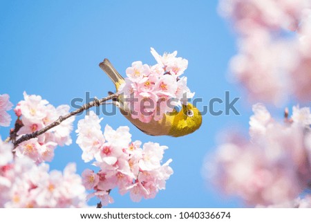 Japanese white eye, also called mejiro, and blossoming pink flowers of the cherry tree, also called sakura in Japan, against the blue sky in spring.