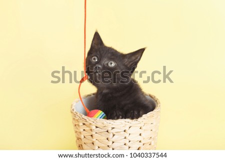 playful black cat in a wicker basket on yellow background