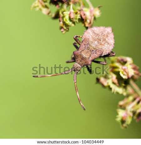 Brown bedbug