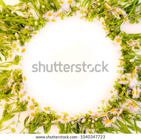 Round frame of daisies bushes on a white background with space for text, Flat lay top view