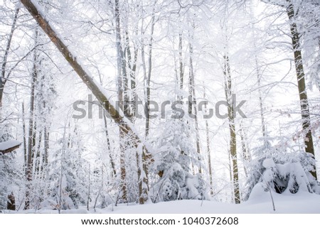 
winter snow covered forest in the mountains