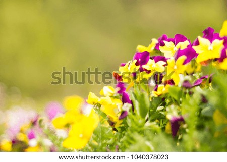 The beautiful of Viola flowers in the summer.