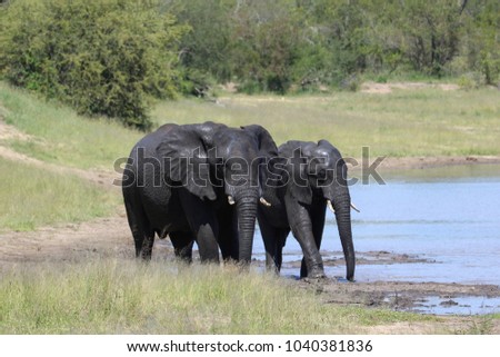 African elephants enjoying the waterhole - Kruger