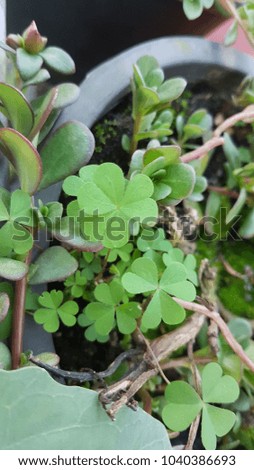 Horizontal photo of a bright green four leaf and three leaf clover on a bed of green and brown and tiny white flowers
