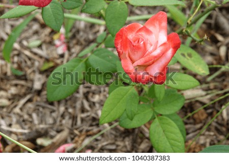 rose in sunlight, red and white, splendid color and shape