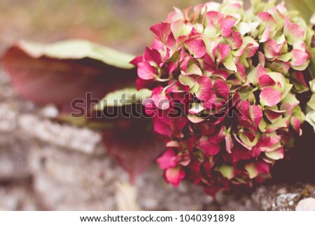 A detail of blooming hydrangea flower