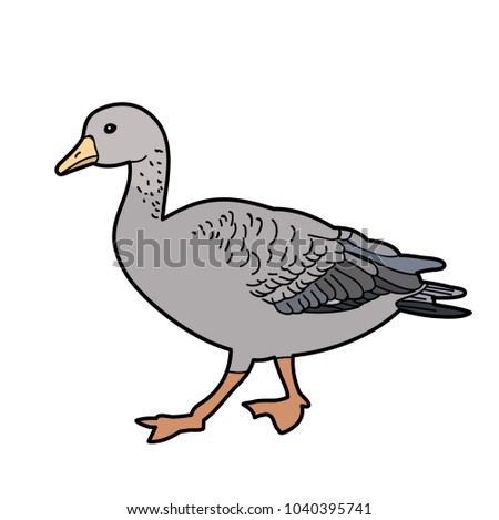 isolated goose, duck, on white background