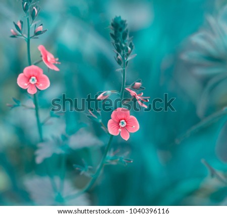 Early spring forest pink flowers on a gently blurred blue background, shallow depth of field