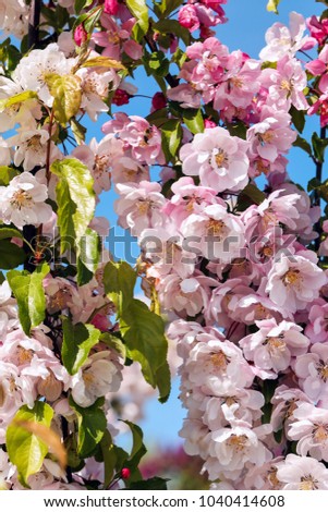 Blossoming columnar apple tree  in spring