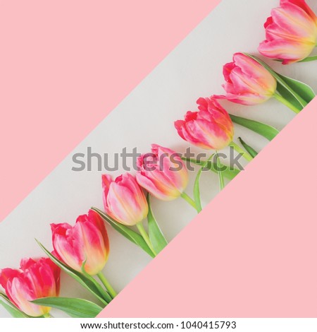 Square image of a row of pretty vibrant parrot tulips with pale pink overlay to place your own text, message or design. Perfect for an Easter Social Media campaign.