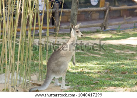 Kangaroo standing on back paws
