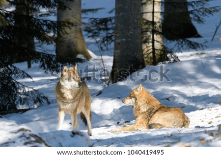 Wolves in a forest