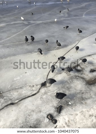 Birds on the Frozen Lake
