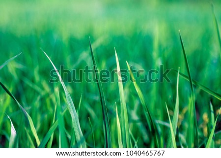 Rice fields are beginning to grow , The first step in growing a grain without seeds, Sunlight in the day Pass through the leaves.