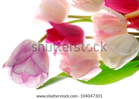 bunch of tulip flowers