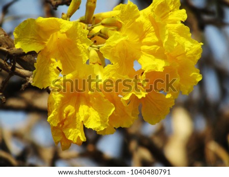 Tabebuia is a genus of flowering plants in the family Bignoniaceae. The common name "roble" is sometimes found in English. Tabebuias have been called "trumpet trees".