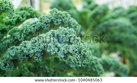 Close up of green curly kale plant in a vegetable garden. Royalty-Free Stock Photo #1040485063