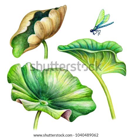 watercolor botanical illustration, green lotus leaves, foliage, dragonfly, oriental garden nature, chinoiserie design elements, lotos, tropical floral clip art isolated on white background