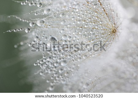Dandelion seeds with waterdrops. Mild focus.