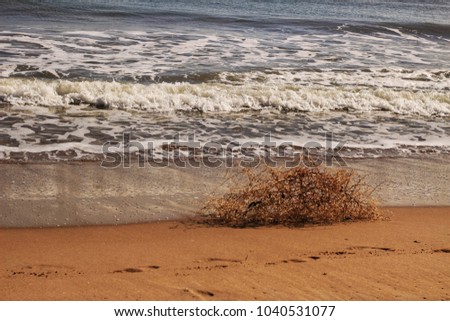 Dry plant pushed by the wind on the shore