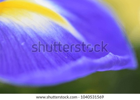 petals bright blue with yellow stripe close-up flowers background texture desktop