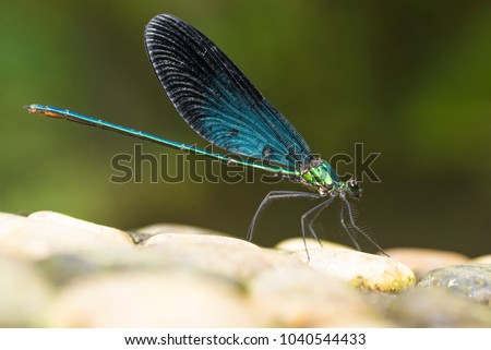 Damselfly perched on stream Royalty-Free Stock Photo #1040544433
