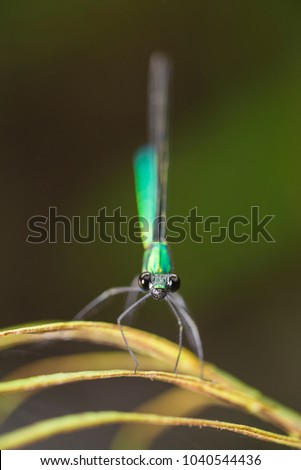Damselfly perched on leaves Royalty-Free Stock Photo #1040544436