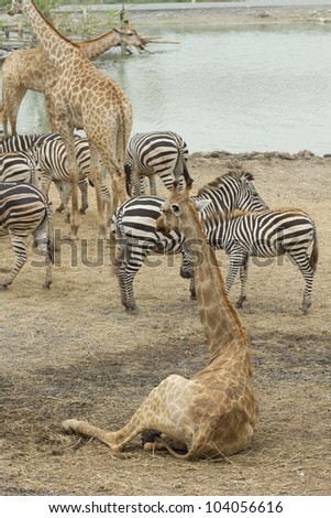 group of Giraffes in Safari - park,Thailand