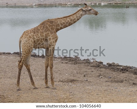 Portrait of a curious giraffe