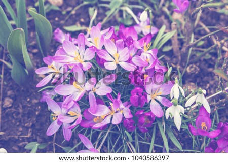 Purple crocus flowers blossom in soft sunlight, spring flowers background