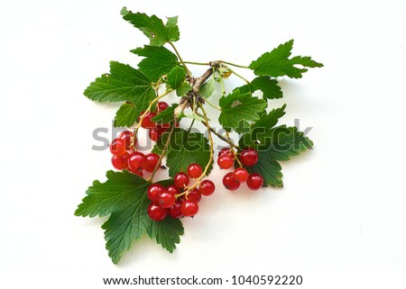 Bunch of red currant on a twig - isolated on white