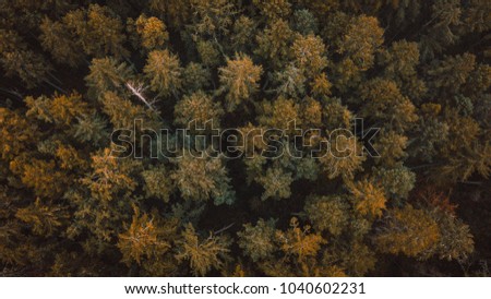 Aerial photo of an evergreen forest