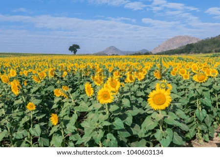 The beautiful sunflower field with the blue sky in background.