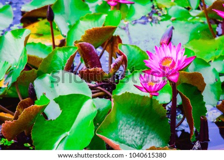 beautiful Red or pink Lotus Flower or water lily growing in tropical thailand country.nature.symbol of the Buddha.