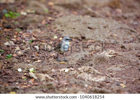 Mockingbird, Galápagos Islands, Ecuador, South America