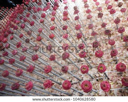 Beautiful red lotus arranged in a long row
