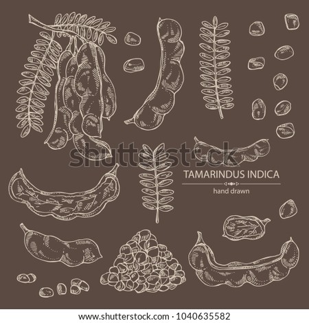 Collection of tamarindus indica: plant and tamarindus seeds. Vector hand drawn illustration. Royalty-Free Stock Photo #1040635582