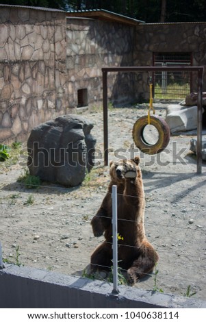 Funny brown bear give your five.