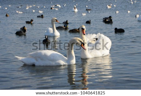 Birds of Ukraine. Swans, gulls and ducks - wintering waterfowl in the Black Sea