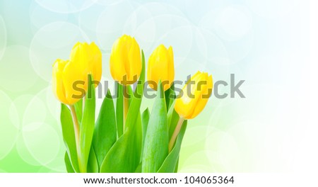Yellow tulips with copyspace