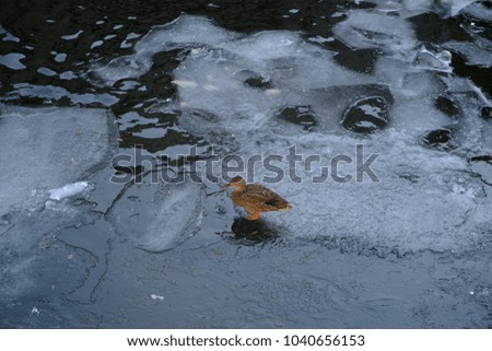 duck with iced river