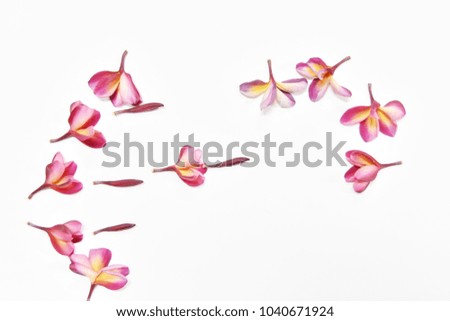 Plumeria flowers lay on a white background.